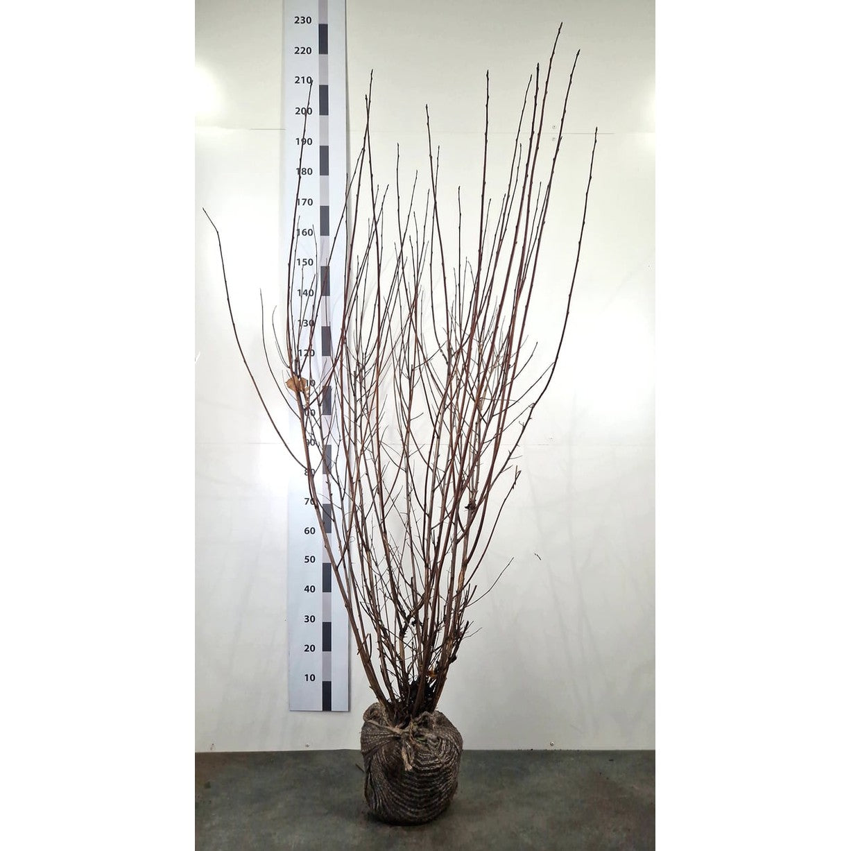 Smällspirea – Physocarpus opulifolius 'Diabolo' - 150-175 CM RB